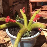 Casa Yeya Lodge *